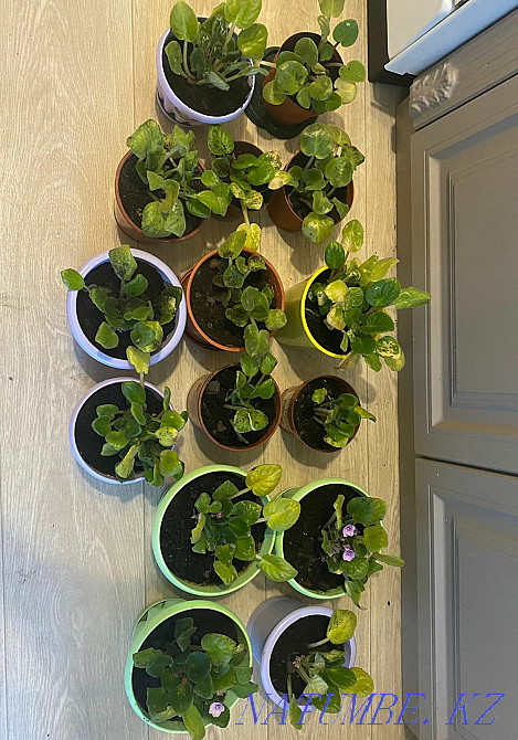 Sell indoor violets Astana - photo 4