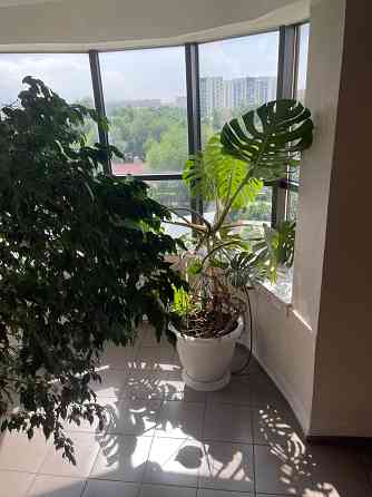 Комнатные растения, Фикус,фикус Бенджамина Almaty