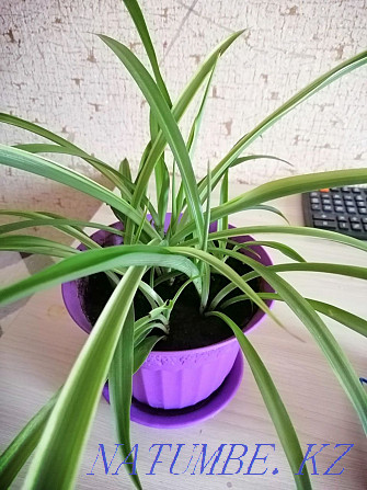 Chlorophytum green Astana - photo 1