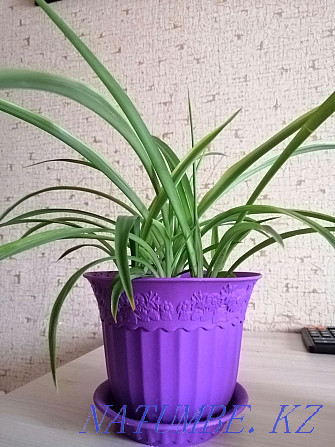 Chlorophytum green Astana - photo 2