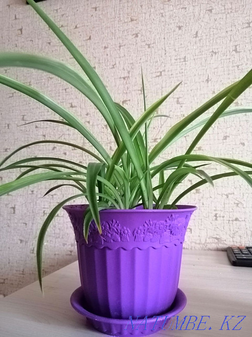 Хлорофитум зеленый Астана - изображение 2