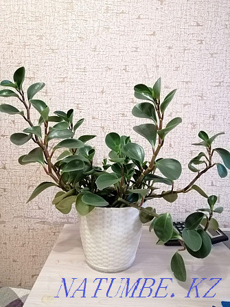 Peperomia evergreen Astana - photo 2