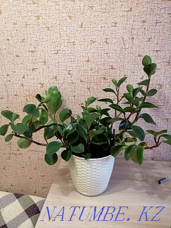 Peperomia evergreen Astana - photo 1