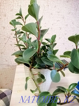 Peperomia evergreen Astana - photo 3