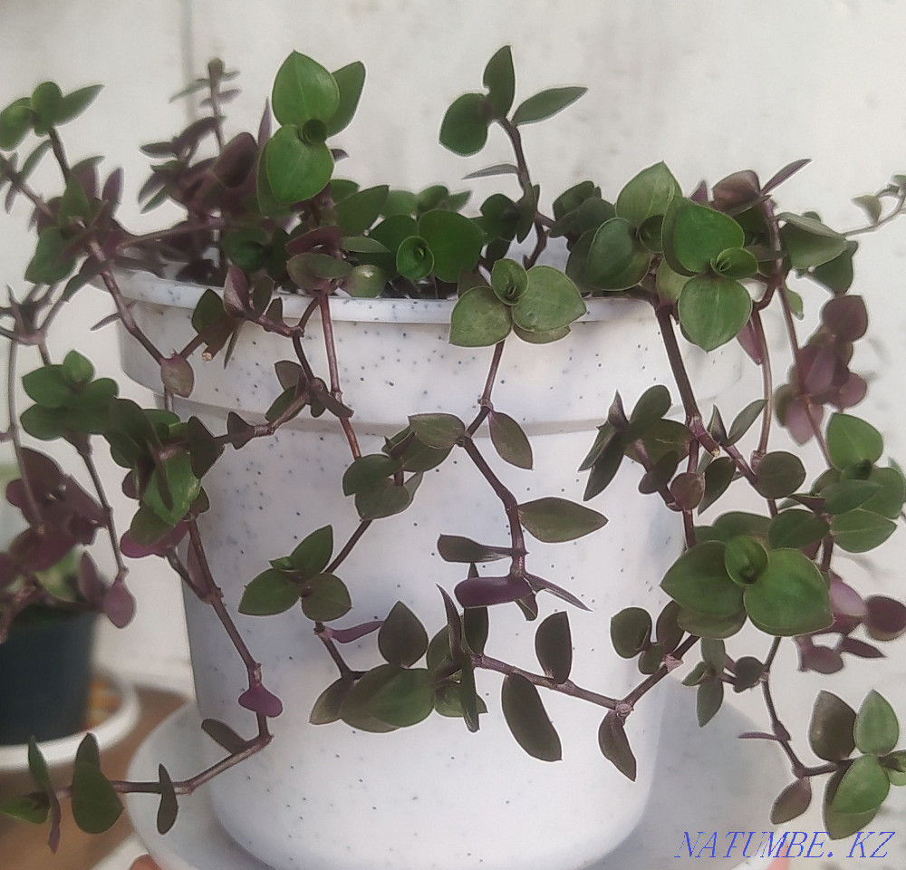 Callisia. Flower. Plant Pavlodar - photo 2