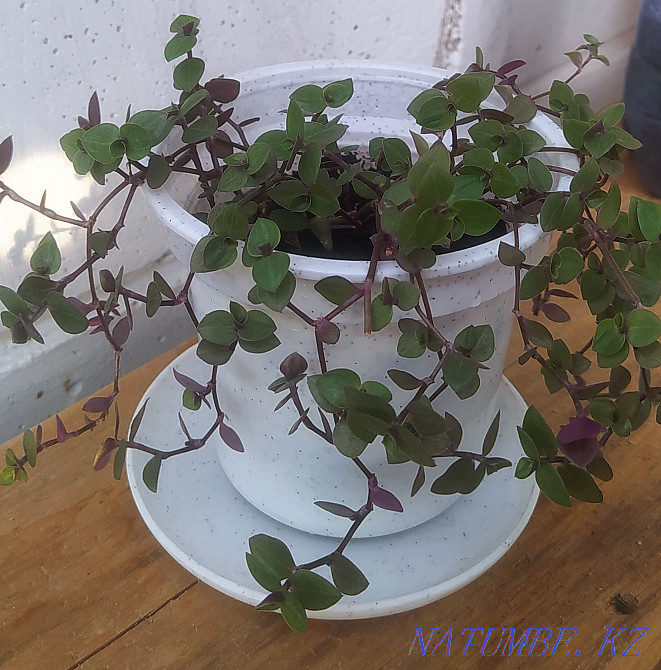 Callisia. Flower. Plant Pavlodar - photo 3