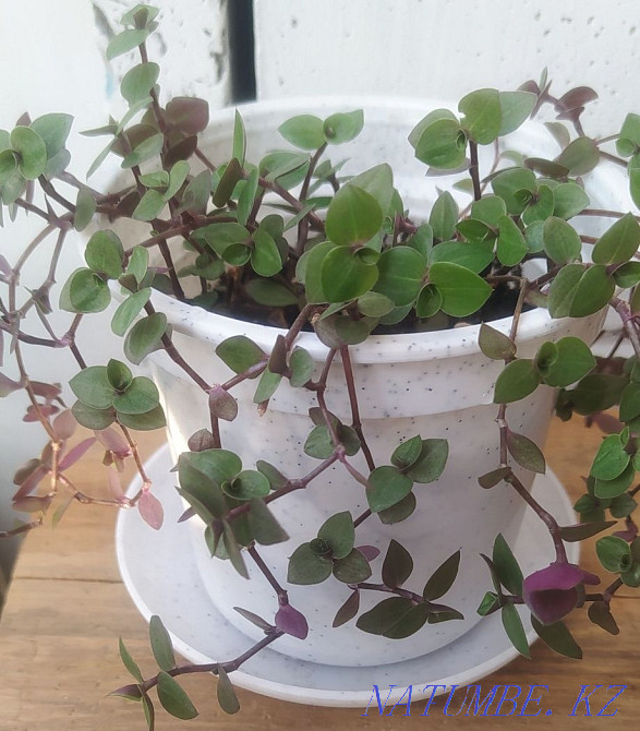 Callisia. Flower. Plant Pavlodar - photo 1