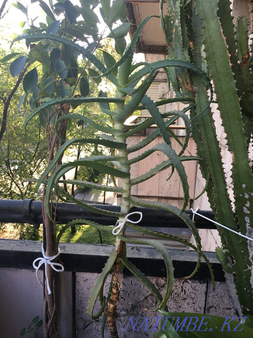 Sell aela Almaty - photo 1