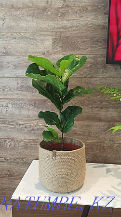 Ficus lyrata сатыңыз  Алматы - изображение 1