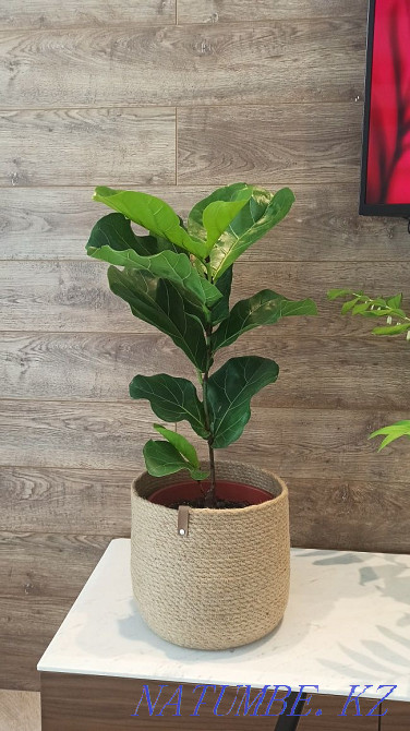 Sell ficus lyrata Almaty - photo 1