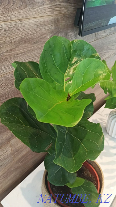 Sell ficus lyrata Almaty - photo 3