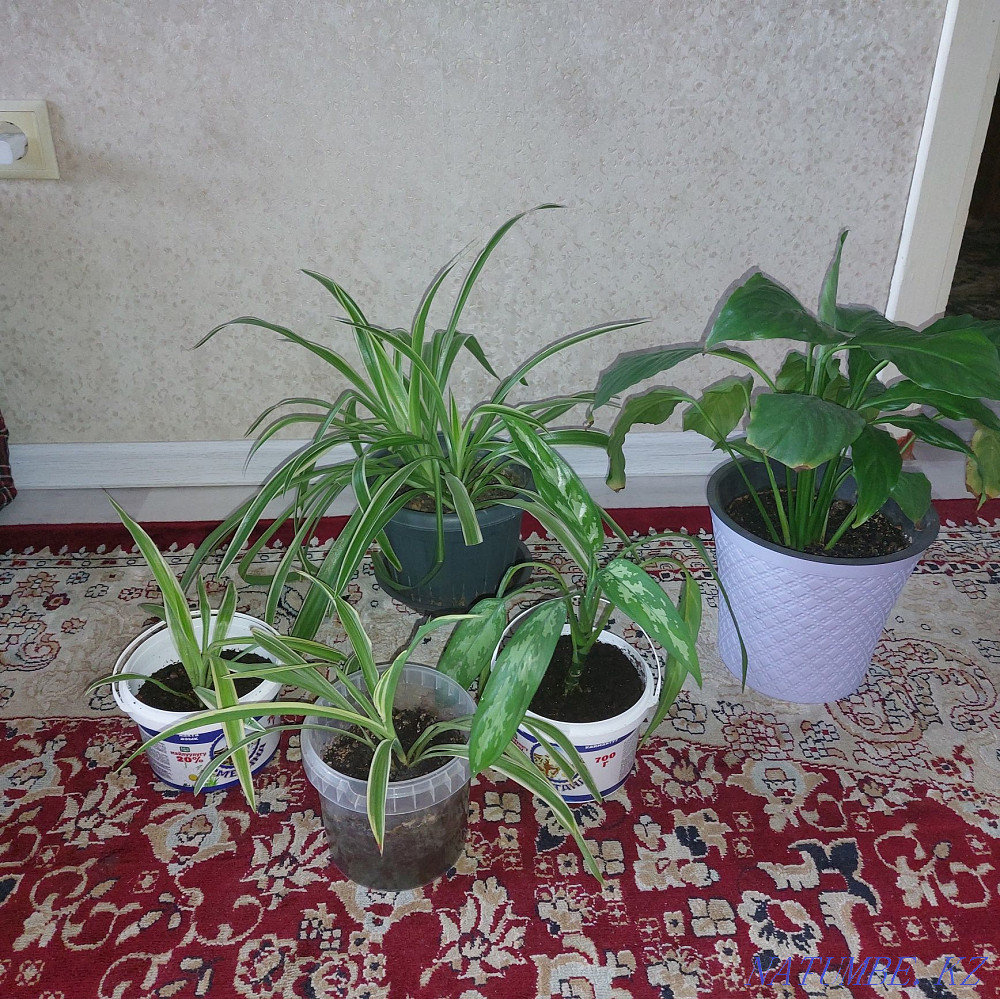 Selling houseplants!!! Almaty - photo 1