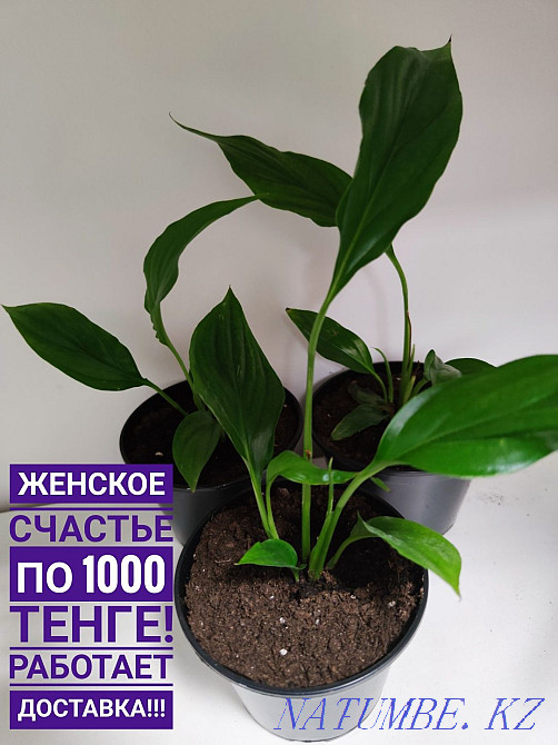 Женское счастье по 1000 тенге Кокшетау - изображение 1