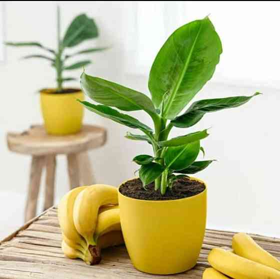 Экзотическое растение банан Astana