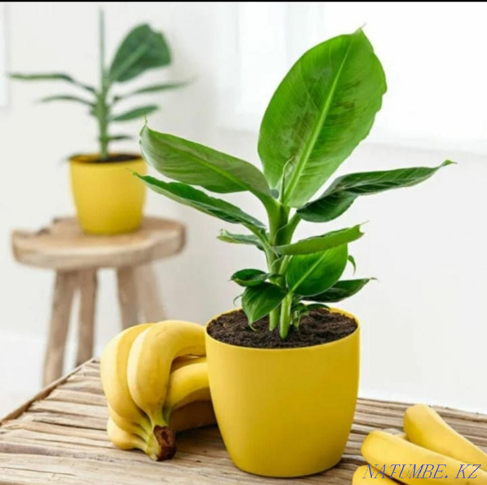 Экзотическое растение банан Астана - изображение 1