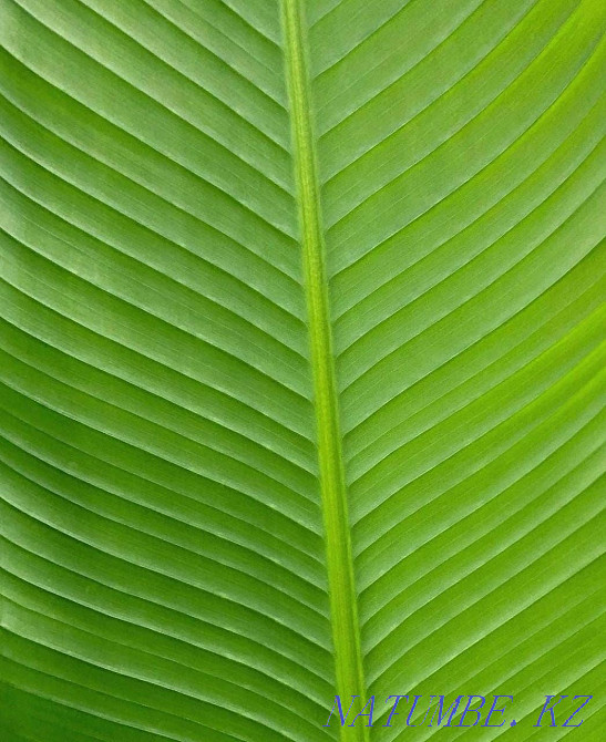 Экзотическое растение банан Астана - изображение 8