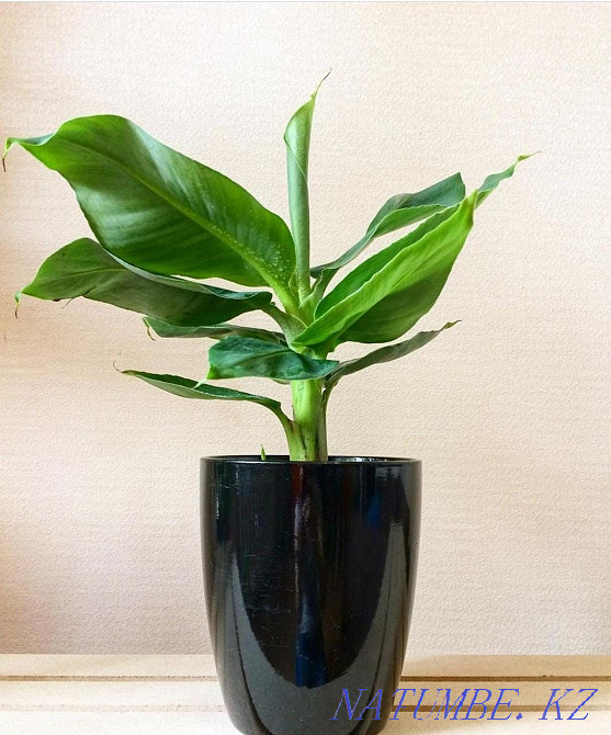 Экзотическое растение банан Астана - изображение 2
