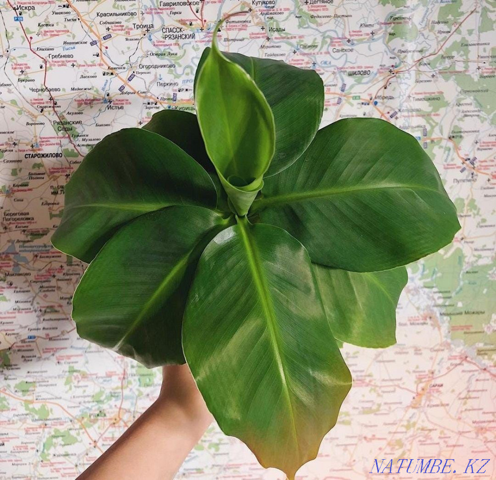 Экзотическое растение банан Астана - изображение 7