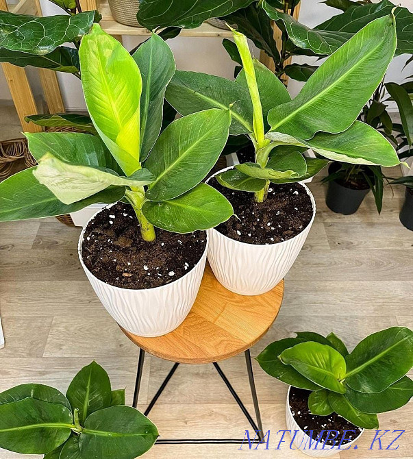 Экзотическое растение банан Астана - изображение 5