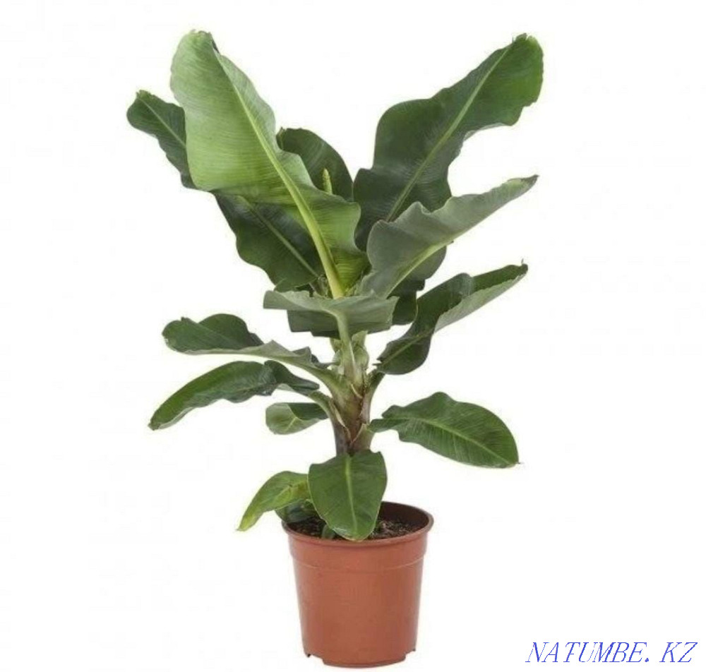 Экзотическое растение банан Астана - изображение 3