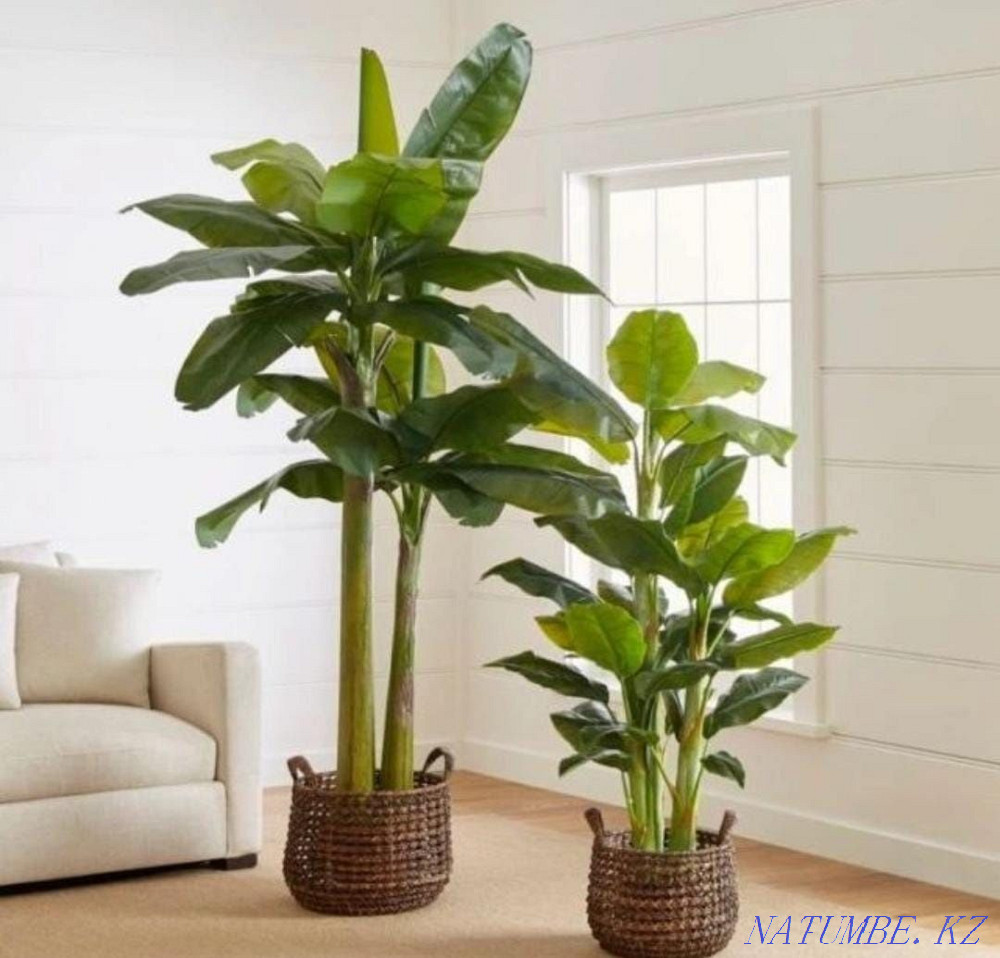 Экзотическое растение банан Астана - изображение 6