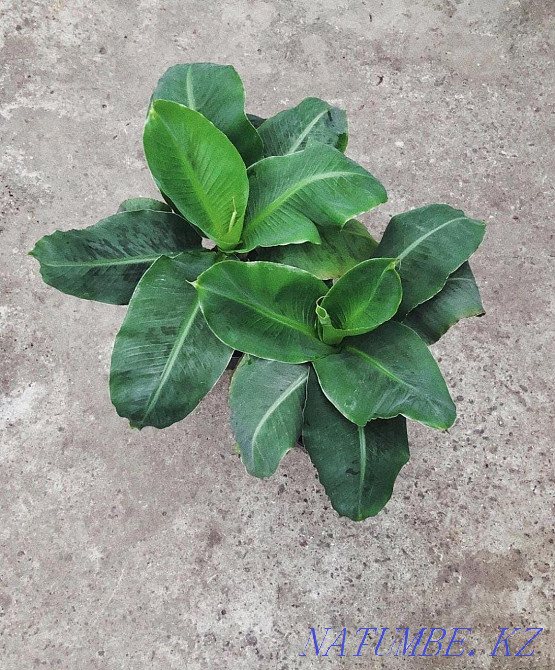 Экзотическое растение банан Астана - изображение 4