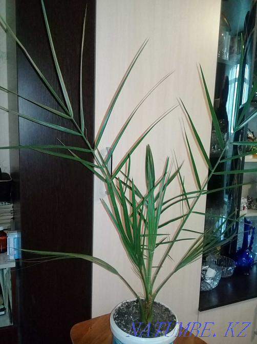 date tree Karagandy - photo 1