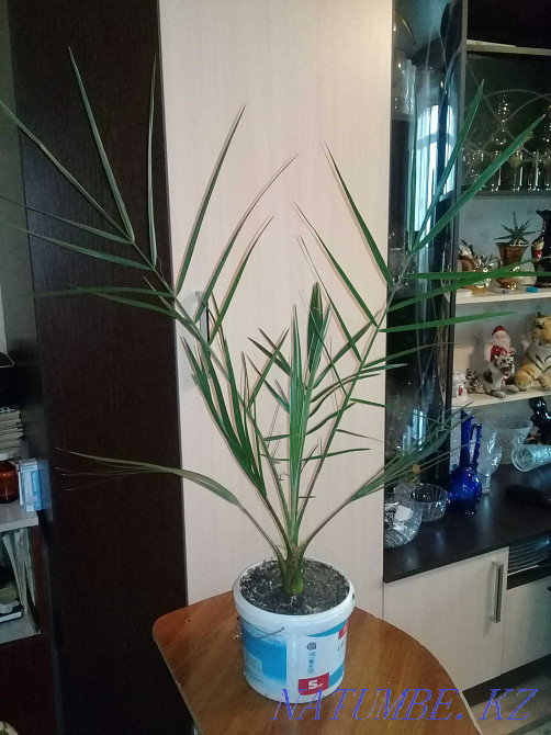 date tree Karagandy - photo 2