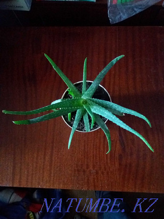 aloe vera selling medicinal plant Karagandy - photo 2