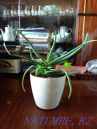 aloe vera selling medicinal plant Karagandy - photo 1