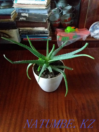 aloe vera selling medicinal plant Karagandy - photo 3