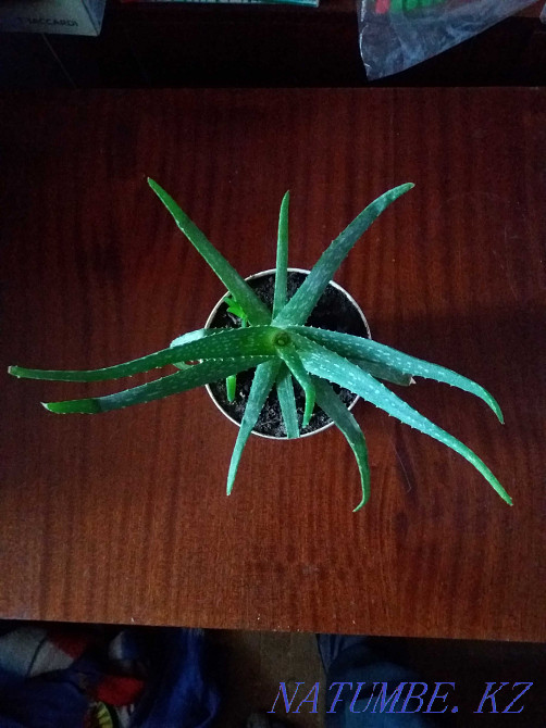 aloe vera selling medicinal plant Karagandy - photo 2