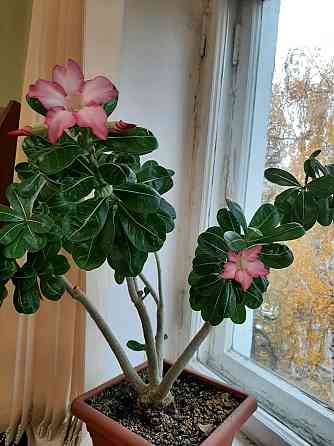Продвм экзотический цветок Адэниум Петропавловск