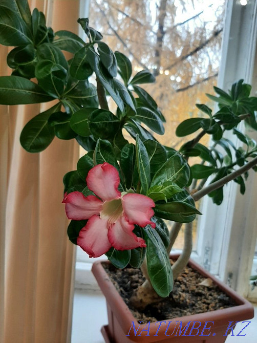 Prodvm экзотикалық гүл Адения  Петропавл - изображение 1