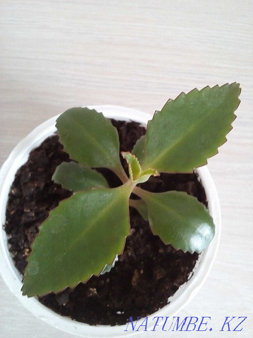 kalanchoe flower for sale Petropavlovsk - photo 2