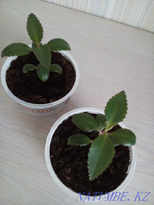 kalanchoe flower for sale Petropavlovsk - photo 8