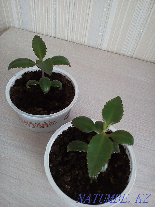 kalanchoe flower for sale Petropavlovsk - photo 7