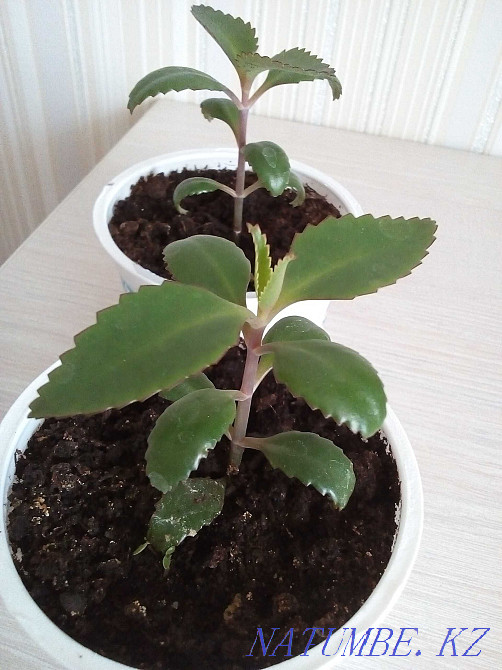 kalanchoe flower for sale Petropavlovsk - photo 3