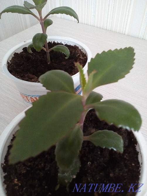 kalanchoe flower for sale Petropavlovsk - photo 6