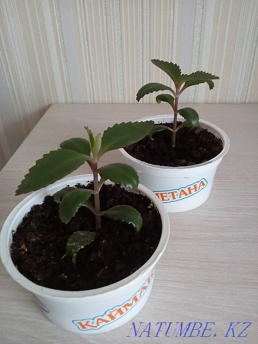 kalanchoe flower for sale Petropavlovsk - photo 5