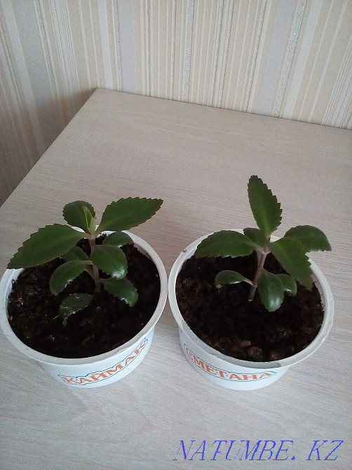 kalanchoe flower for sale Petropavlovsk - photo 4