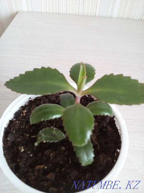 kalanchoe flower for sale Petropavlovsk - photo 1