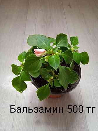 Комнатные растения  Щучинск