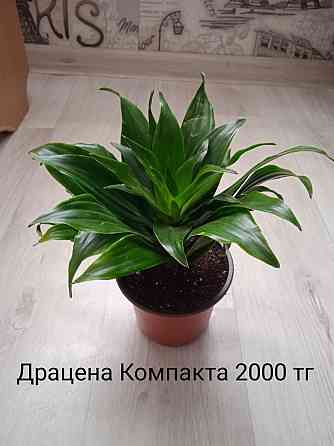 Комнатные растения Щучинск