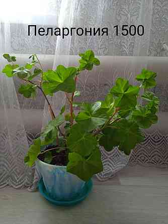 Комнатные растения  Щучинск