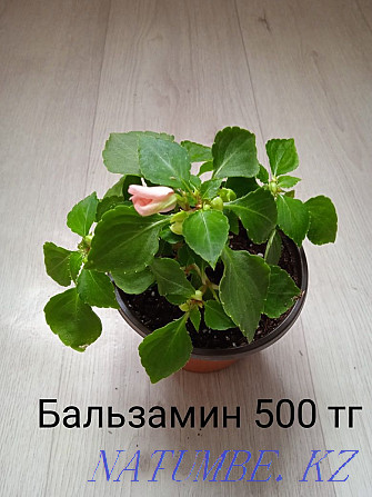 Houseplants Shchuchinsk - photo 4