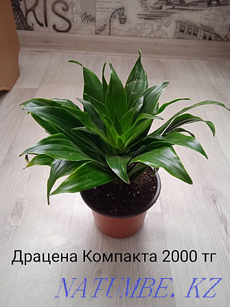 Комнатные растения Щучинск - изображение 1