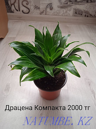 Houseplants Shchuchinsk - photo 1