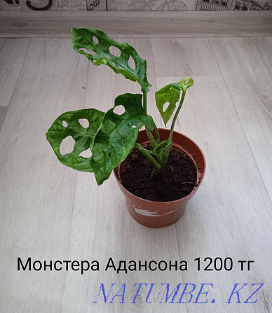 Houseplants Shchuchinsk - photo 8
