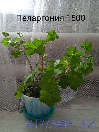 Houseplants Shchuchinsk - photo 3
